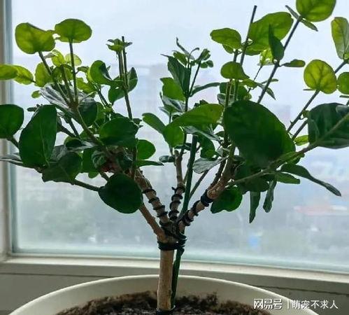 茉莉花修剪视频,视频教程详解