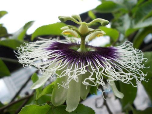 真花开视频,捕捉自然之美，感受生命律动